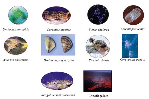 تصفیه آب توازن کشتی ها