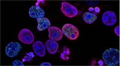 کاربرد نانوذرات؛ از درمان سرطان تا کووید ۱۹