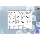 همه چیز در مورد پرایس اکشن